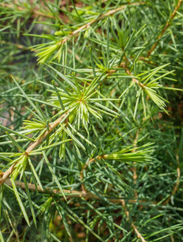 Cedr Himalajski (C2)