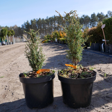 Jałowiec pospolity Suecica Aurea (C2)