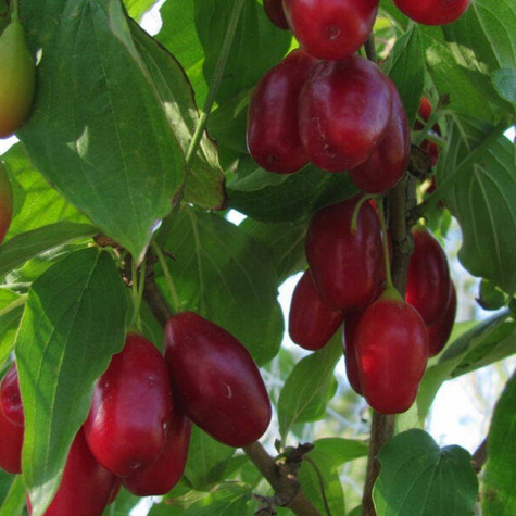 Zestaw Żywopłot Na Przetwory Plant Pack