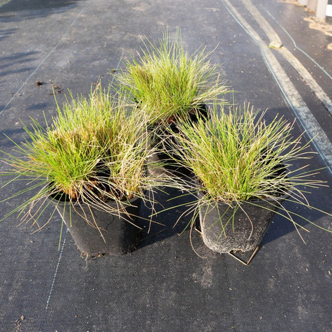 Bliźniczka psia trawka