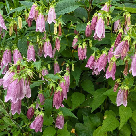 Dzwonek kropkowany Rubrifolia (C2)