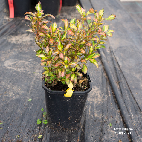 Koprosma 'Evening Glow' ®
