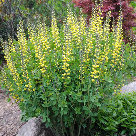 Baptysja Lemon Meringue