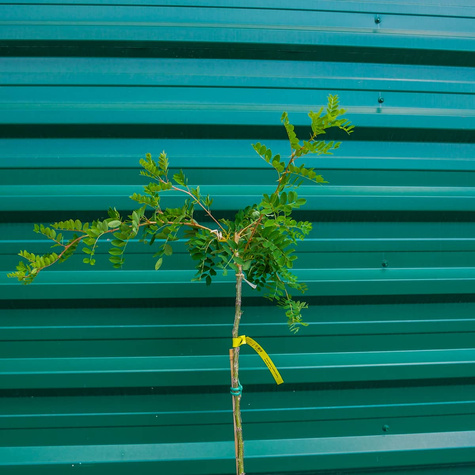 Karagana syberyjska Pendula szczepiona na pniu