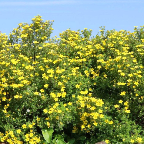 Pięciornik krzewiasty Summerflor