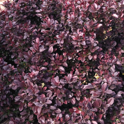 Berberys thunberga Concorde (C1.7)