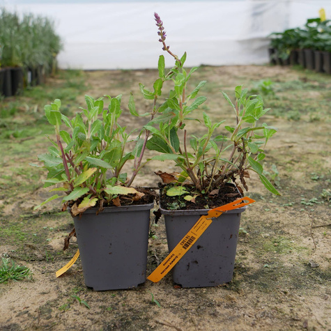 Szałwia omszona Caradonna (C2)