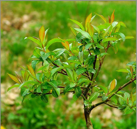 Wierzba mupińska szczepiona na pniu