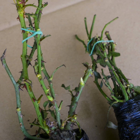 Róża rabatowa Schone Koblenzerin czerwono-biała balot