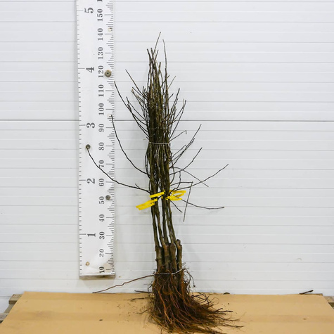 Jabłoń Jonatan Plant Pack