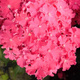 Hortensja ogrodowa Curley Sparkle Hot Pink