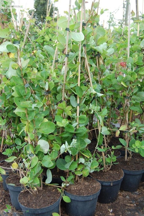 Wiciokrzew pomorski Serotina