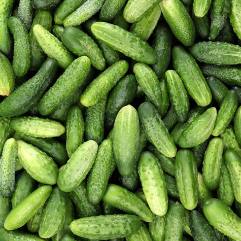 Ogórek konserwowy Atomic Seria Profi 1,5g