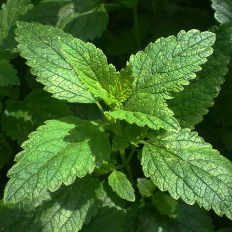 Melisa lekarska Cytrynowe ziele (P9)