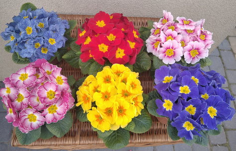 Prymulka Pierwiosnek żółta sadzonka w doniczce