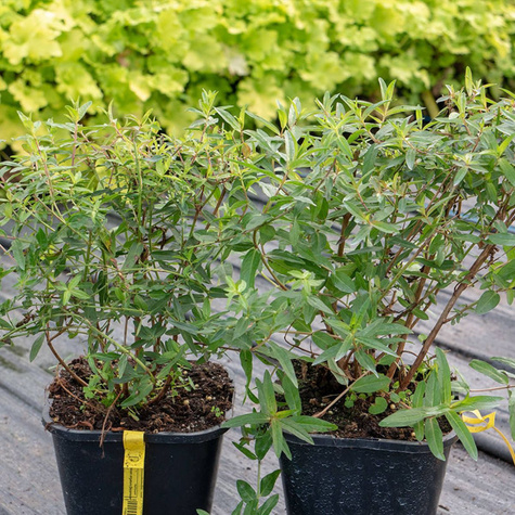 Krwawnica rózgowata Dropmore Purple (C2)