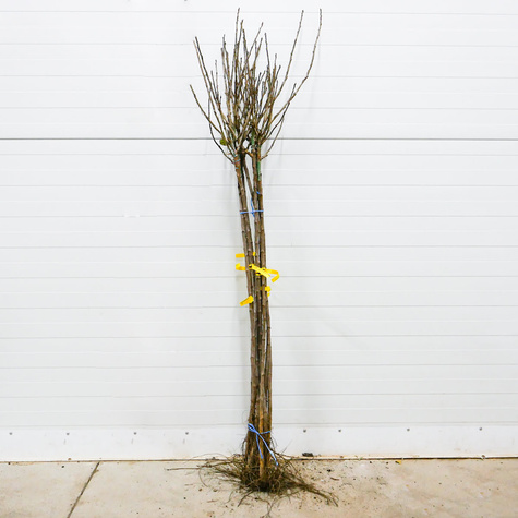 Porzeczka czerwona Maraton na pniu Plant Pack