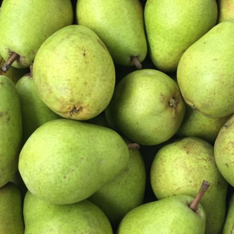 Grusza Lukasówka odporna PLANT PACK