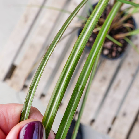 Miskant chiński Grosse Fontäne (C2)