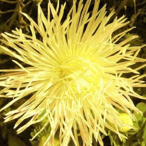 Aster chiński igiełkowy Nel 0,5g