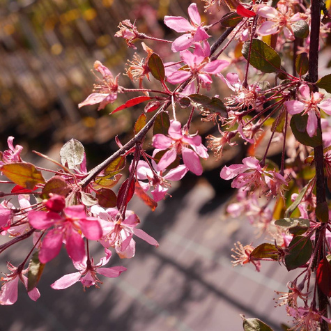 Jabłoń Ozdobna Czerwona Pendula Szczepiona Na Pniu