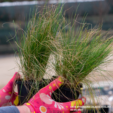 Kostrzewa amnetystowa