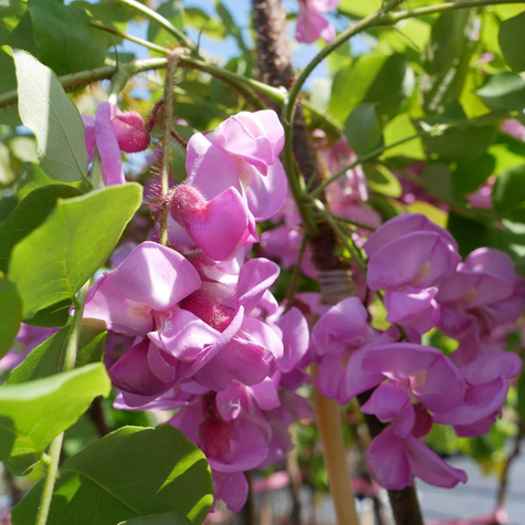 Robinia Akacjowa Akacja Fioletowa Szczepiona Na Pniu Miododajna