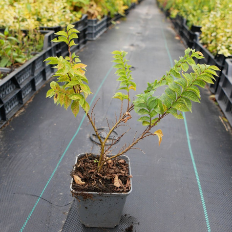 Wiąz polny karłowy Jacqueline Hillier (P9)