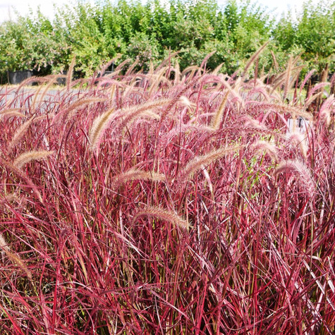 Rozplenica obca Fireworks (C2)