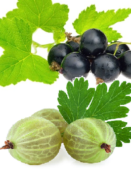 Duo agrest biały i porzeczka czarna na pniu Plant Pack