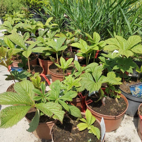 Rodgersja kasztanowcolistna (C2)