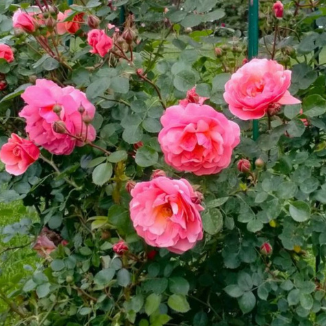 Róża pnąca Winterfell pojemnik (C2)