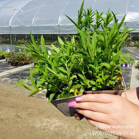 Kocimietka żyłkowana Blue Moon (C2)