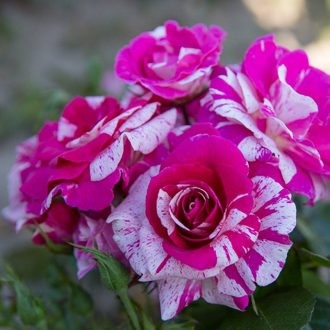 Róża rabatowa purpurowo kremowa pojemnik