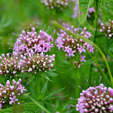 Kozłówka długoszyjkowa (P9)