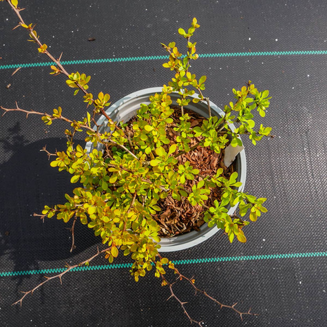 Berberys thunberga Sunny (C2)