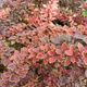 Berberys Thunberga Coronita (C2)
