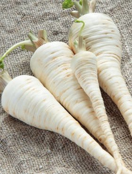 Pietruszka korzeniowa Alba późna 100g
