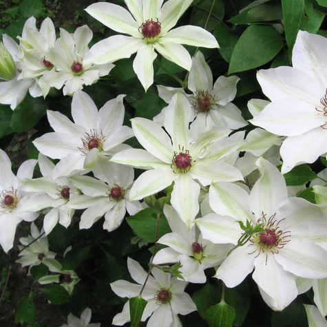 Powojnik Clematis wielkokwiatowy Matka Urszula Ledóchowska