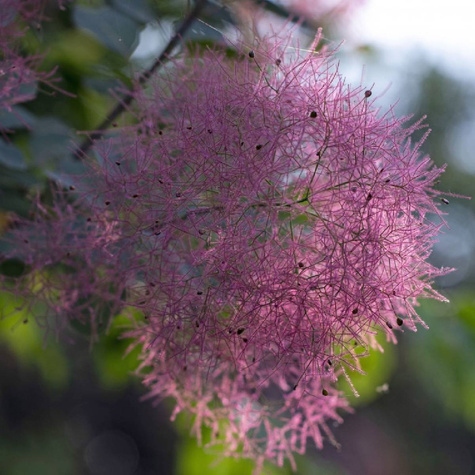 Perukowiec podolski (C2)