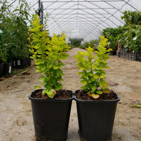 Berberys Thunberga Yellow Bird (C2)