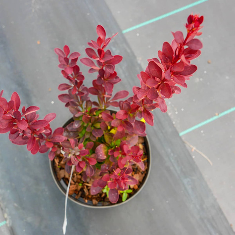 Berberys Thunberga Red Rocket (C2)
