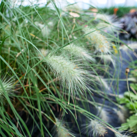 Rozplenica kosmata Nemira (C2)