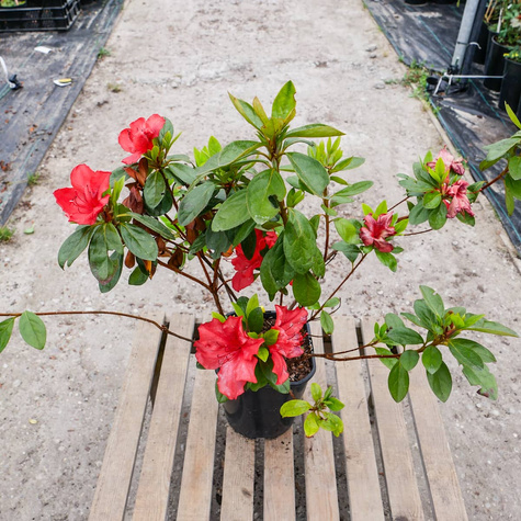 Azalia japońska Ageeth