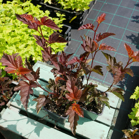 Pęcherznica kalinolistna Chameleon (P9)