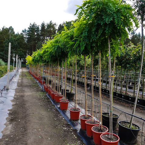 Robinia akacjowa Umbraculifera Pa160-180 obw.4-8