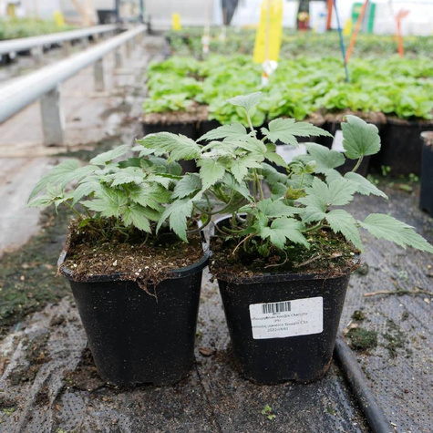 Zawilec japoński Konigin Charlotte (C2)