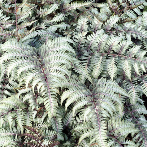 Paproć Wietlica Metalicum (C2)