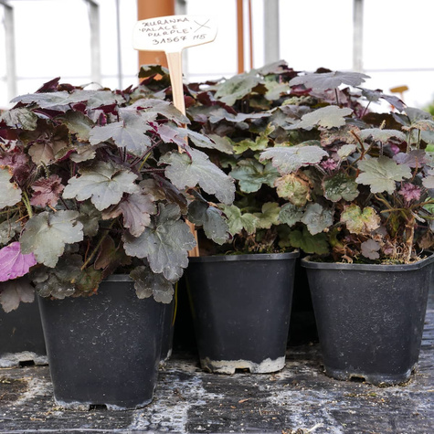 Żurawka drobnokwiatowa Palace Purple (C2)