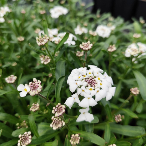 Ubiorek wiecznie zielony Lavender Frost (C2)